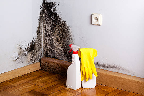 Home Mold Removal in Morganton, NC